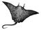 Manta ray, Manta birostris or Cephalopterus vampyrus ray vintage engraving