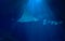 Manta ray next to more fish inside an aquarium