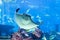 Manta Ray Poses for Portrait at Public Aquarium