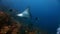 Manta ray ramp fish and diver underwater o amazing seabed in Galapagos.