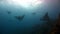 Manta ray ramp fish and shark underwater on background of seabed in Galapagos.