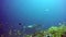 Manta ray relax on background of underwater school fish in ocean Maldives.