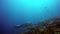 Manta ray relax on background of underwater school yellow fish in Maldives.