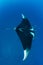 Manta ray with school of remola from above on the blue background,Koh Bon , Similan Marine National Park ,Thailand