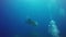 Manta Ray and Scuba Divers underwater in Andaman Sea, Thailand