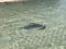 Manta ray in the seashore of a tropical beach