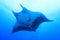 Manta Ray at Socorro Island, Mexico