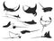Manta ray, stingray, ocean underwater animals
