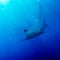 Manta Ray with Sun Rays near Sea Surface