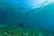 Manta Ray with Sun Rays near Sea Surface