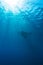 Manta Ray with Sun Rays near Sea Surface