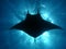 Manta ray sunburst