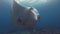Manta Ray Swimming Close Up & Fins Spread Wide Open. Pelagic Filter Feeder Marine Life