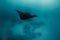 Manta ray swimming freely in ocean. Giant manta ray floating underwater in the tropical ocean