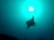 A Manta Ray swimming in the Ocean around Maldives