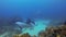 Manta Ray Swimming & School Of Fish Remoras In Sunlit Blue Sea. Large Ray Or Reef Manta