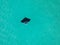 Manta Ray swimming in shallow water by drone in Miami Beach