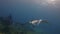 Manta Rays Close Up. Large Rays Swimming & Circling Coral Reef Cleaning Station In Blue Sea Water