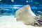 Manta rays flying in aquarium