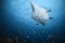 Manta rays gliding over divers in Maldives