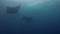 Manta Rays Group Silhouette. Graceful & Peaceful Big Mantas Formation.Blue Sunlit Sea