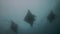 Manta Rays Group Silhouette. Peaceful & Graceful Big Mantas Formation.Blue Sunlit Sea