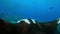 Manta rays searching for food in shallow seas