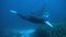 Manta Rays swim in the Maldives Islands