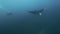 Manta in search of food in blue waters of ocean.