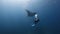 Manta swimming near a diver in blu sea water.