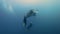 Manta swimming near a diver in blu sea water.