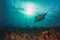 Manta underwater in the blue ocean background