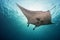 Manta underwater in the blue ocean background