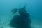 Manta underwater close up portrait while diving