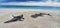 Manta whale shark sand art