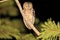 Mantanani Scops Owl