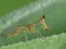 Mantid Lacewing