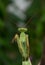 Mantids- Mantidae is one of the largest families in the order of praying mantids, based on the type species Mantis religiosa.