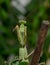 Mantids- Mantidae is one of the largest families in the order of praying mantids, based on the type species Mantis religiosa.