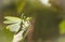Mantis against the backdrop of a green garden