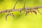 Mantis Ameles decolor, adult female in Croatia