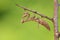 Mantis Ameles decolor, adult female in Croatia