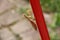 Mantis climbing broom stick