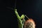 The mantis climbing dark background