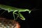 The mantis climbing dark background