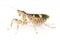 Mantis Creobroter gemmatus, fertilized female