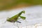 mantis. daylight. female. Shallow depth of field. macro shooting