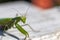 mantis. daylight. female. Shallow depth of field. macro shooting