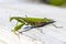 mantis. daylight. female. Shallow depth of field. macro shot. focus on the stomach