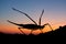 Mantis doing exercise, insect yoga